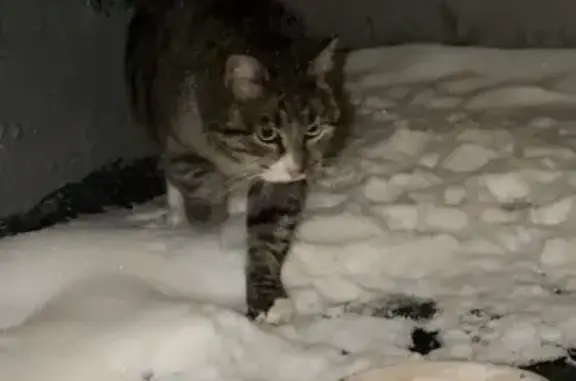 Найдена кошка, Москва, фото: Кошка найдена: Тёплый Стан, 15 к4