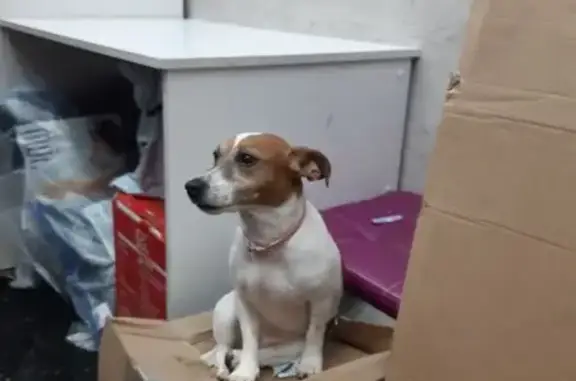 Найдена собака, Москва, фото: Собака найдена на Красного Маяка, 4к1