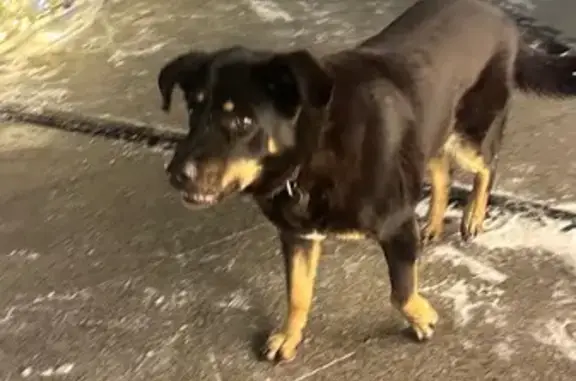 Найдена собака, Санкт-Петербург, фото: Собака найдена у Лахта Центра, СПб