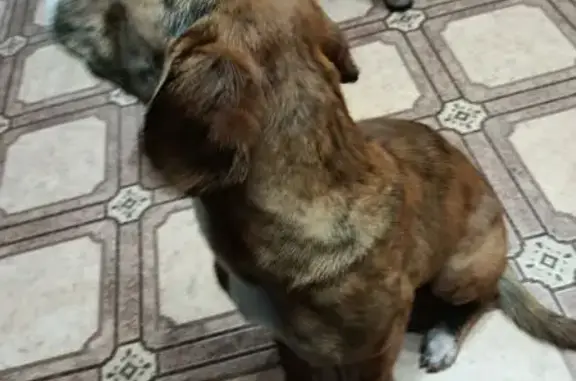 Объявления о пропавших и найденных животных, Невинномысск, фото: Собака найдена: Офицерский пер., 28, Невинномысск