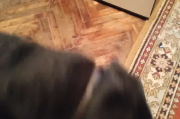 Найдена собака, Ростов-на-Дону, фото: Собака найдена: Текучёва, 170, Ростов-на-Дону