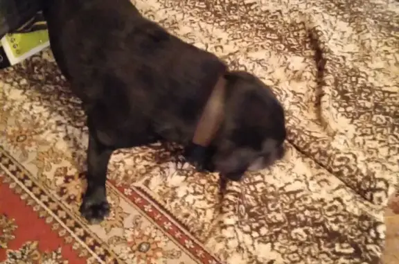 Найдена собака, Ростов-на-Дону, фото: Собака найдена: Текучёва, 170, Ростов-на-Дону