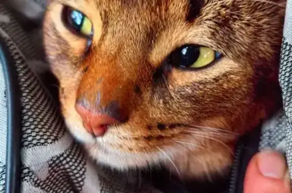 Найдена кошка, Кашира, фото: Кошка найдена, МО