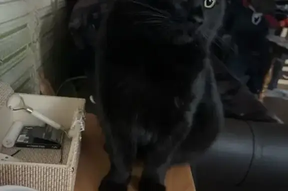 Пропала кошка, ул. П. Савельевой, Тверь - photo