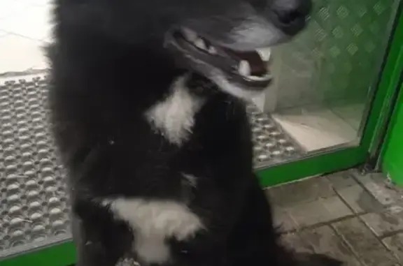 Найдена собака, Киров, фото: Найдена собака, Киров, ул. Красный Химик, 17