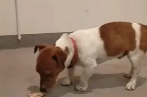 Найдена собака, Хужокова 145, подъезд 1