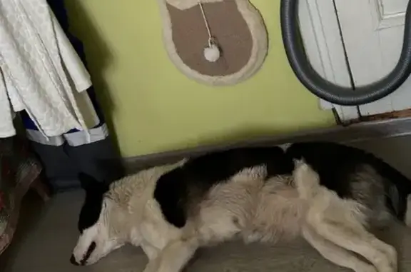 Найдена собака, Тверь, фото: Собака найдена: 3-й Кольцевой пр., 2/46, Тверь