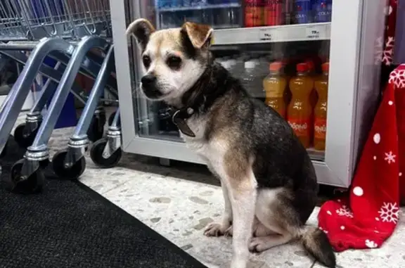 Найдена собака, Уфа, фото: Собака найдена: Интернациональная 143, Уфа