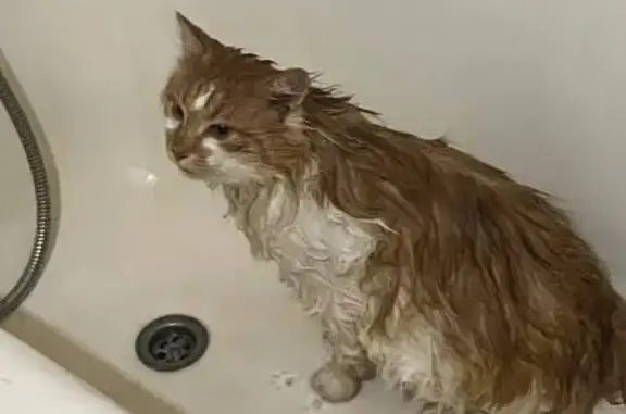 Найдена кошка, Рязань, фото: Рыжая кошка найдена, Тимакова 8, Рязань