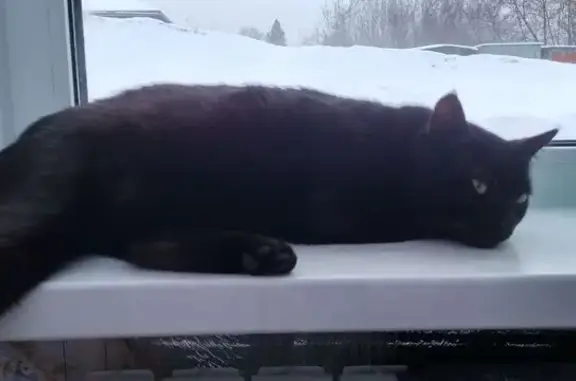 Черный кот найден в пер. Боготольский, Красноярск - photo