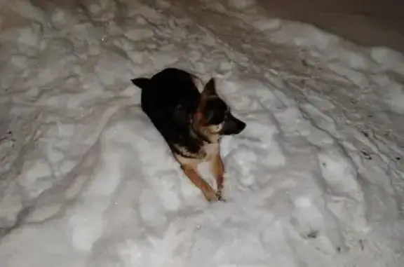 Найдена собака, Новочебоксарск, фото: Найдена собака, ул. 10-й Пятилетки, 44