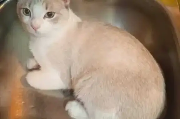 Пропала кошка, Уфа, ул. Гончарова, 16