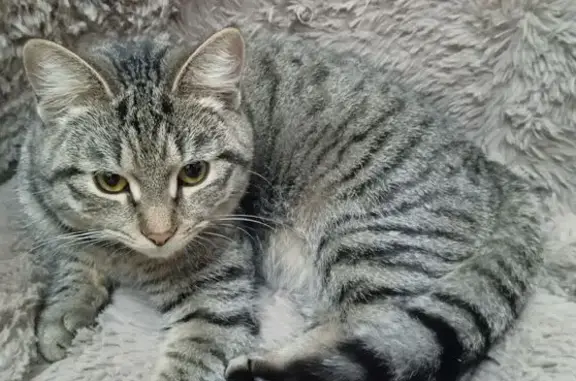 Найдена кошка, Егорьевск, фото: Найдена серая кошка у магазина, Егорьевск