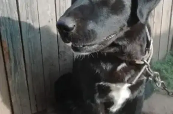 Пропала собака на Нефтяников 142, Елабуга