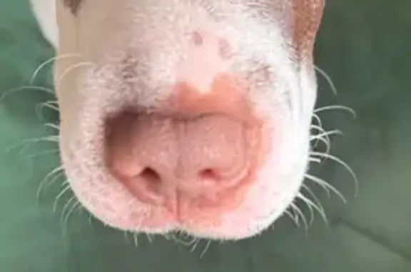 Найдена собака, Краснодар, фото: Собака найдена у Ленты, Западный Обход, Краснодар