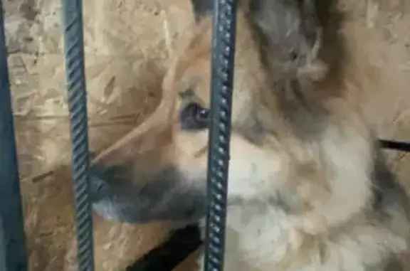 Пропала собака, Западная ул. 18, Оренбург