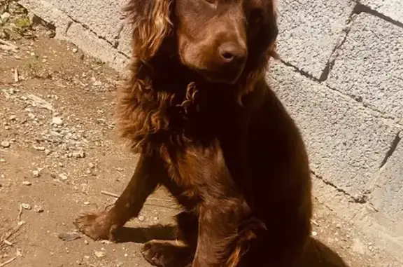 Пропала собака в Махачкале, Дагестан