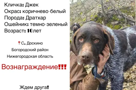 Пропала собака, Нижегородская обл., 22Н-0413