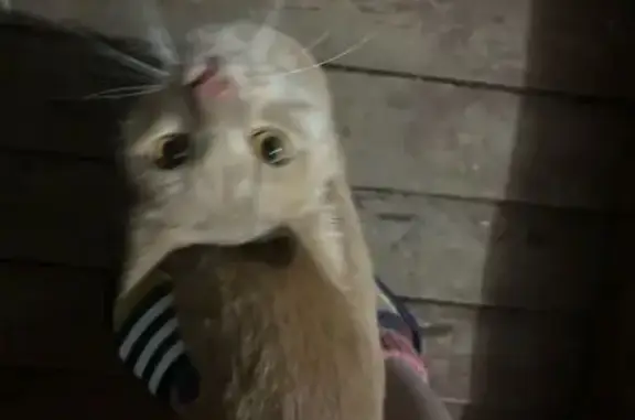 Найдена кошка, Ижевск, фото: Кошка на Кирзаводской, 8, Ижевск