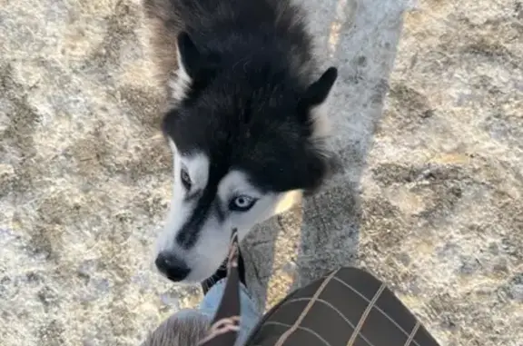 Найдена собака, Казань, фото: Хаски найдена у метро Козья Слобода, Казань