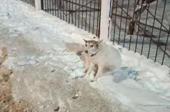 Найдена собака, Нижний Новгород, фото: Собака найдена: ул. Политбойцов, Н. Новгород