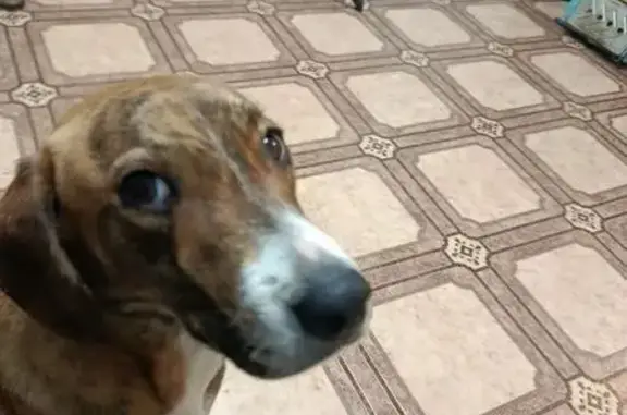 Объявления о пропавших и найденных животных, Невинномысск, фото: Собака найдена: Офицерский пер., Невинномысск