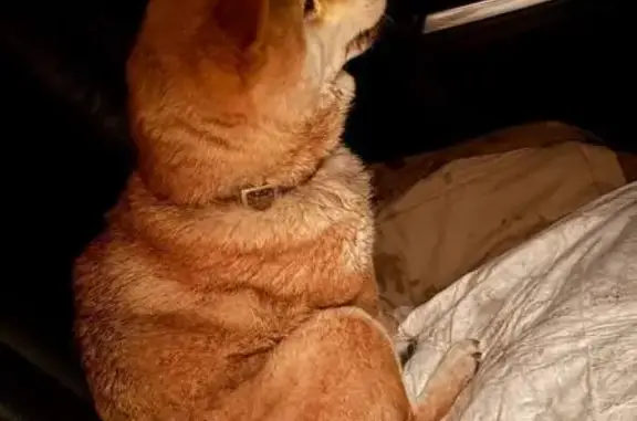 Найдена собака, Тюмень, фото: Сиба Ину найдена на Ямской улице, Тюмень