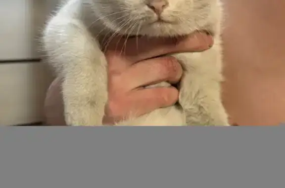 Кошка найдена, ул. Пушкина, Абакан - photo