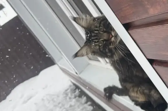 Кошки потеряшки, Новосибирск, фото: Потеряшка кошка, ул. Зорге, 60А, Новосибирск