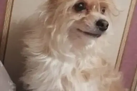 Пропала собака, Сертолово, Выборгское ш.