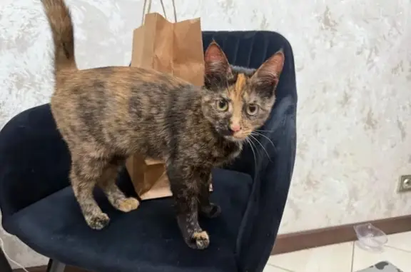 Пропала кошка, ул. Николаева, Смоленск