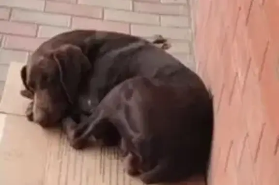 Найдена собака, Стрелка, фото: Курцхаар найден: А-290, Краснострельское