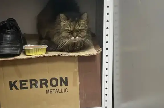 Найдена кошка, Пенза, фото: Кошка найдена у автовокзала, ул. Луначарского