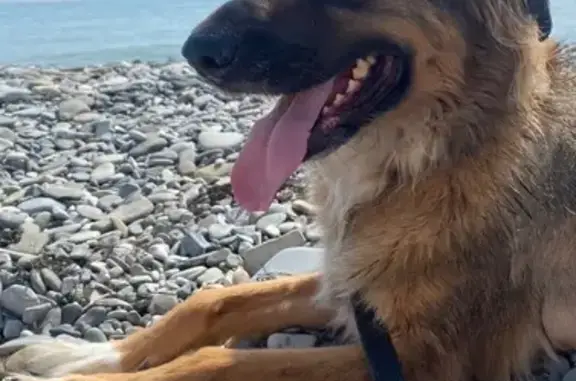 Пропала собака, Центральная площадь 1, Геленджик