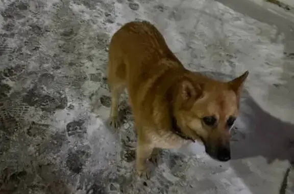 Найдена собака, Тула, фото: Найдена добрая собака: Тула, Новомосковская 23