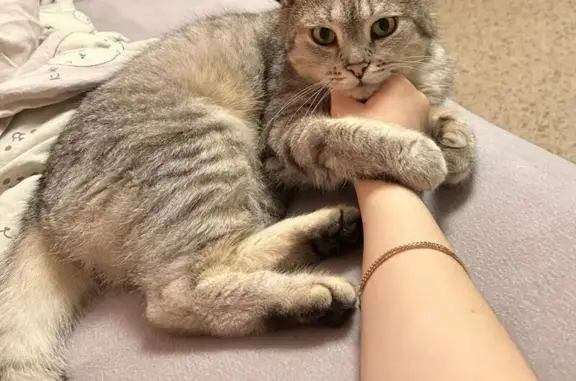 Пропала кошка, Артиллерийская 6, Саратов