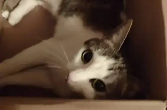 Кошки потеряшки, Москва, фото: Потеряшка кошка, ул. Мусы Джалиля, 27 к1