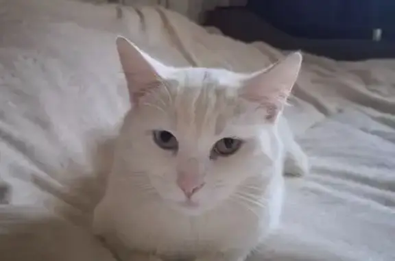 Пропала кошка, Береговая ул., Бронницы