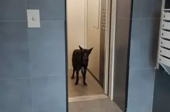 Найдена собака, Краснодар, фото: Найдена собака на ул. Сапрунова, Краснодар