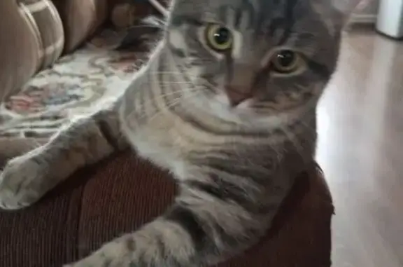 Пропала кошка, ул. Павлика Морозова, 11 - photo