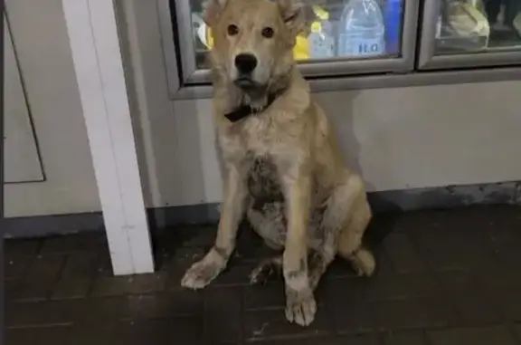 Найдена собака, Ростов-на-Дону, фото: Алабай найден на заправке у вокзала Ростов-на-Дону