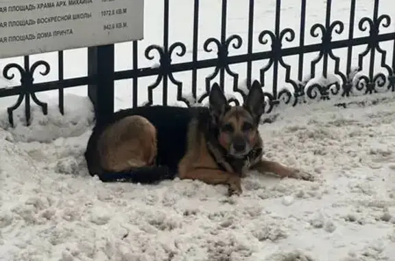 Найдена собака, Москва, фото: Овчарка у храма: Архангело-Тюриковский пер.