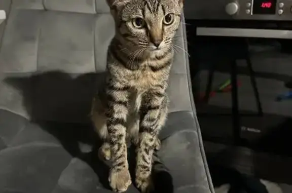 Найдена кошка, СНТ Мичуринец, фото: Кошка найдена у СНТ Солнцево, Москва 78