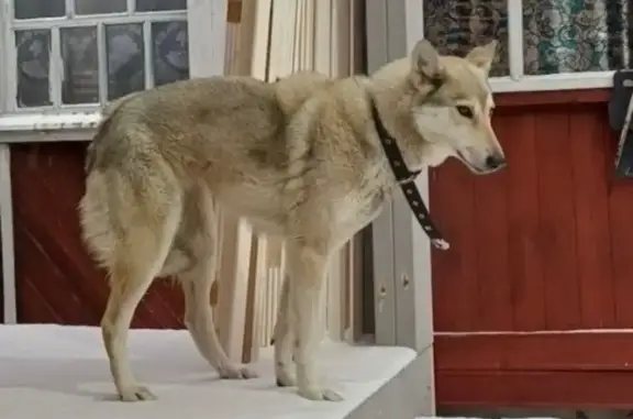 Найдена собака, Рощинское, фото: Найдена собака в Рощинском, Ленобласть