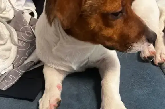 Пропала собака, Пятигорск