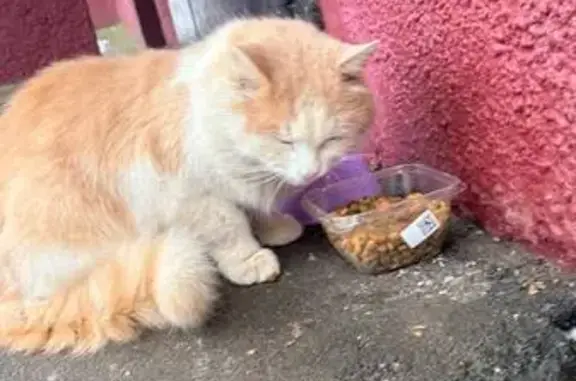 Найдена кошка, Домодедово, фото: Кошка у 4 подъезда, Рабочая 48, Домодедово