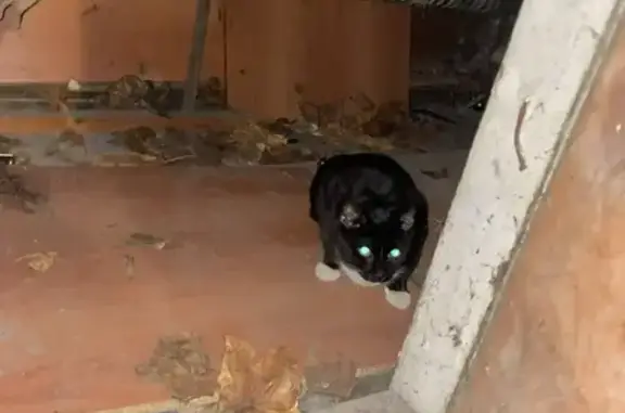 Найдена кошка, Калининград, фото: Кошка найдена на ул. Б. Хмельницкого