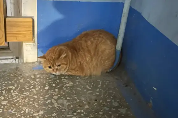 Найдена кошка, Екатеринбург, фото: Найдена кошка, Екатеринбург