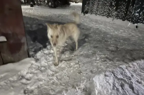 Найдена собака, Санкт-Петербург, фото: Найдена собака: пр. Косыгина, 9 к2, СПб