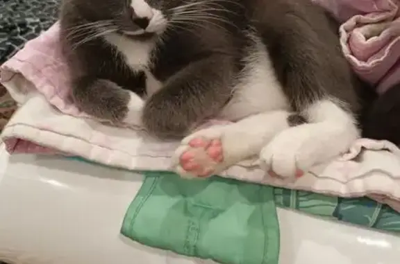 Кошки потеряшки, Абакан, фото: Потеряшка кошка, ул. Тараса Шевченко, 68